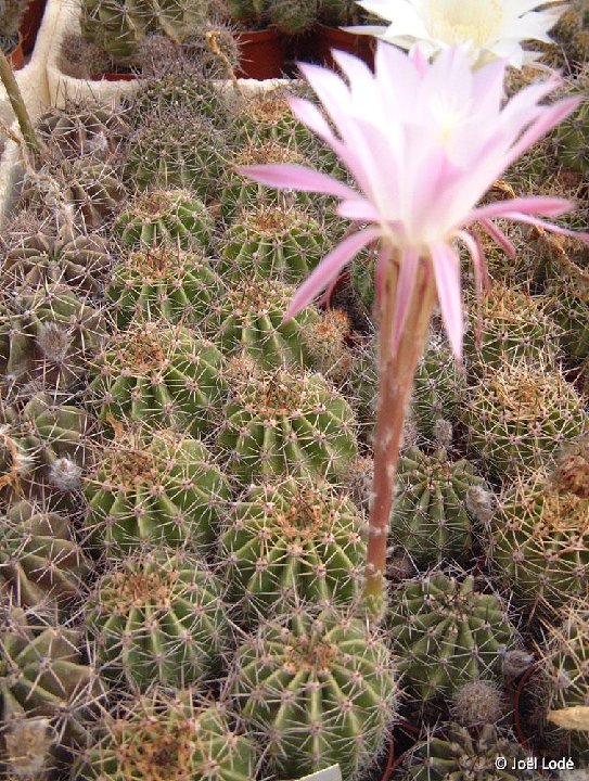 Echinopsis sp JL05-874 (fl.roses) DSCF1269